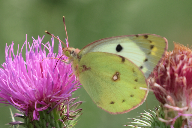 Colias alfacariensis - déli kéneslepke