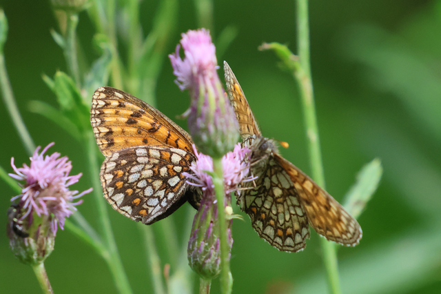 Melitaea aurelia - recés tarkalepke
