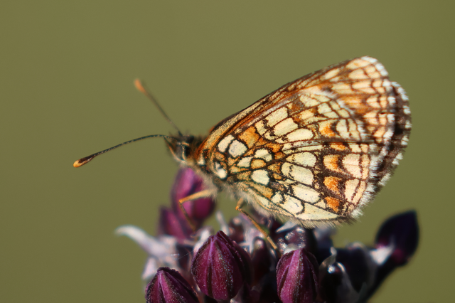 Melitaea athalia - közönséges tarkalepke