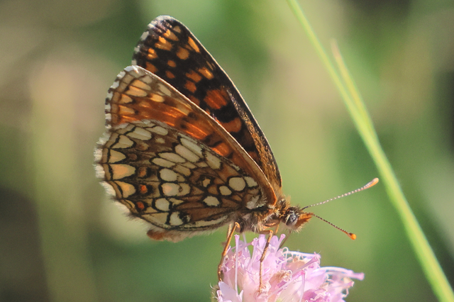 Melitaea athalia - közönséges tarkalepke