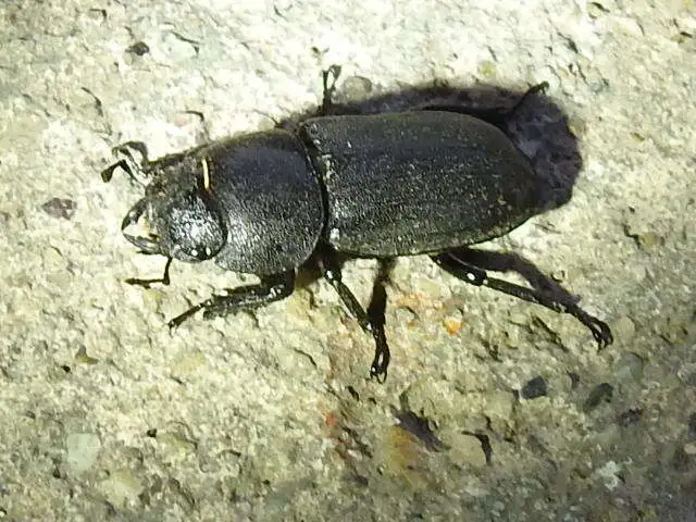 Dorcus parallelipipedus - kis szarvasbogár