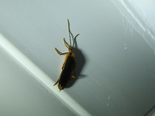 Nacerdes carniolica - karnóliai álcincér