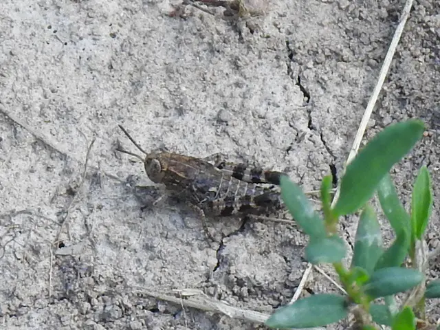 Calliptamus italicus - olaszsáska