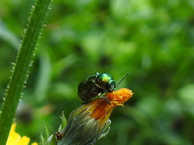 Cryptocephalus