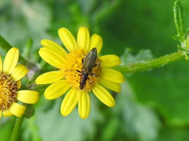 Oedemera flavipes - sárgalábú álcincér Oedemera flavipes - sárgalábú álcincér