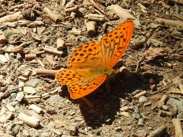 Argynnis paphia - nagy gyöngyházlepke