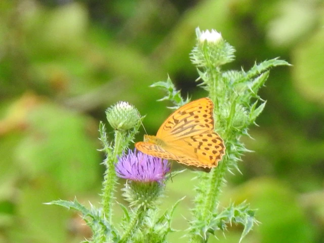 Argynnis paphia - nagy gyöngyházlepke
