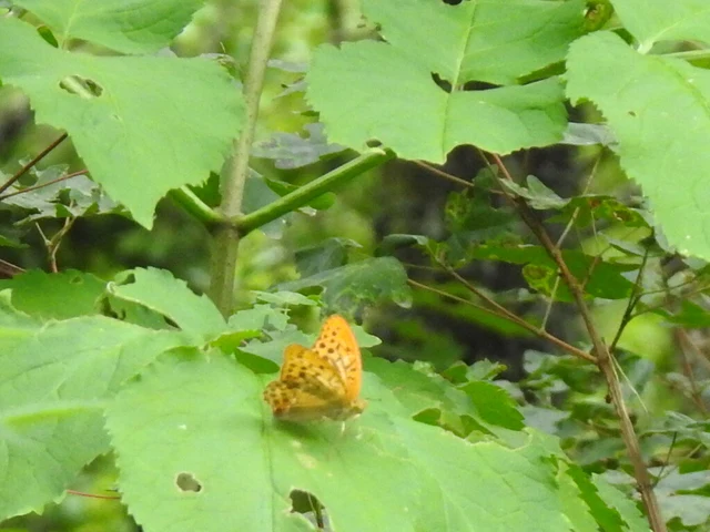 Argynnis paphia - nagy gyöngyházlepke