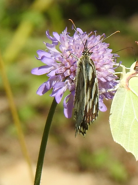 Melanargia galathea - sakktáblalepke