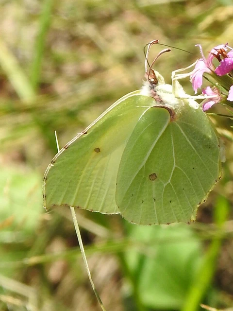 Gonepteryx rhamni - citromlepke