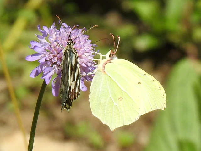 Gonepteryx rhamni - citromlepke