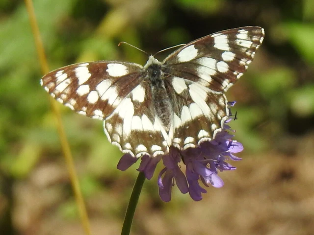 Melanargia galathea - sakktáblalepke