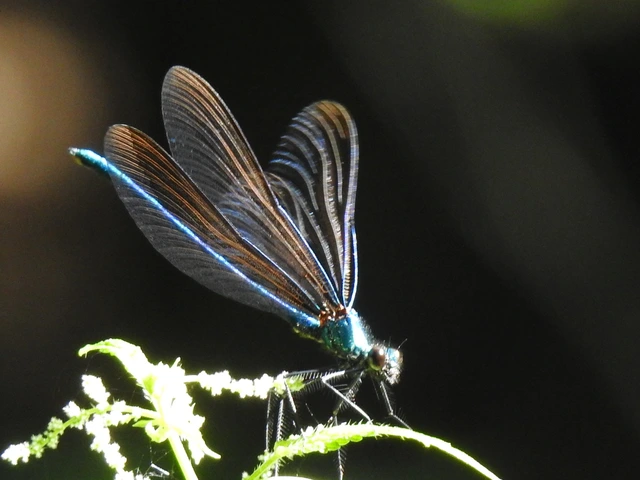 Calopteryx virgo - kisasszony-szitakötő