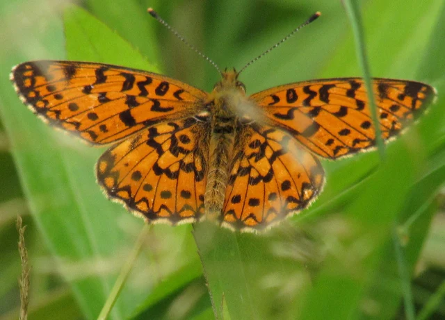 Boloria selene - fakó gyöngyházlepke