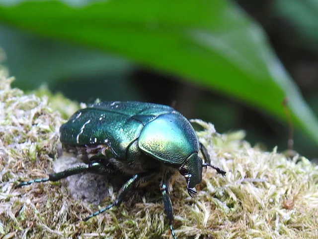 Cetonia aurata - aranyos virágbogár