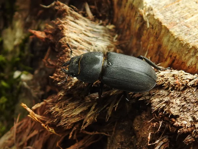 Dorcus parallelipipedus - kis szarvasbogár