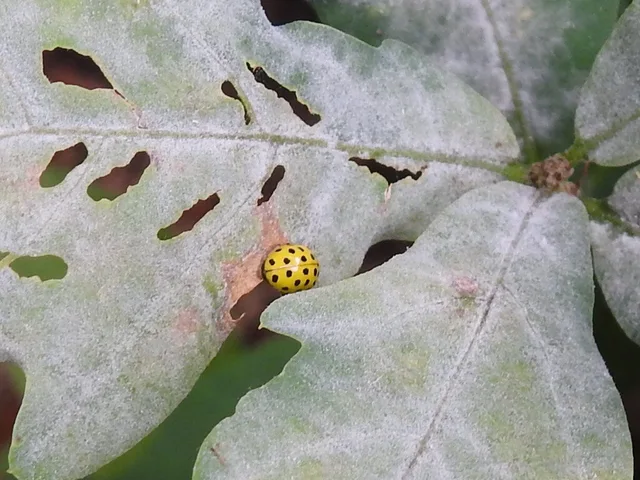 Psyllobora vigintiduopunctata - huszonkétpettyes katica