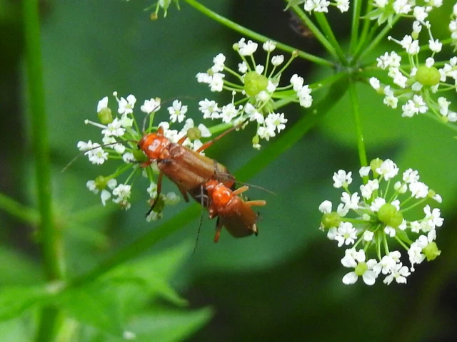 Cantharidae - lágybogárfélék