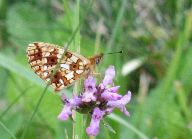 Boloria selene - fakó gyöngyházlepke