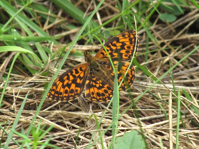 Boloria dia - kis gyöngyházlepke