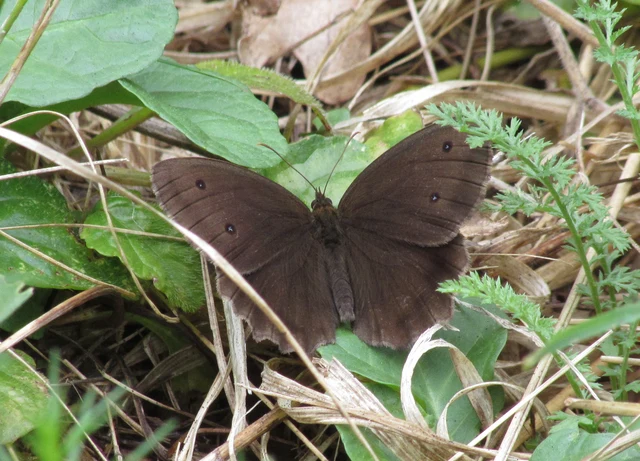 Minois dryas - fekete szemeslepke