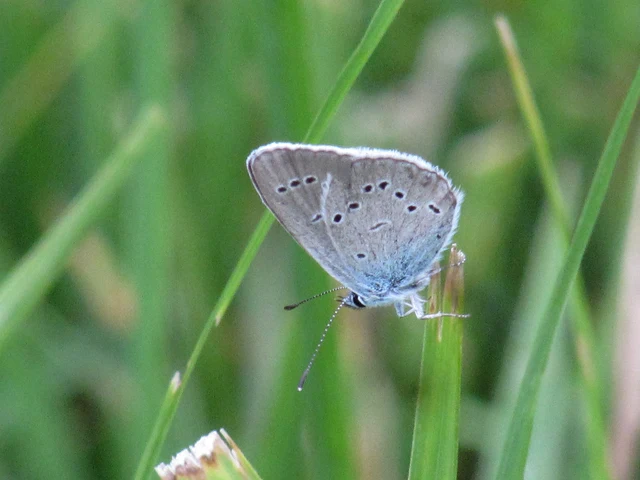 Cyaniris semiargus - aprószemes boglárka