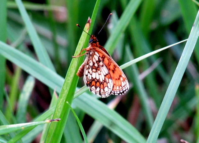 Melitaea athalia - közönséges tarkalepke