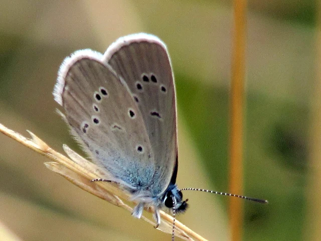 Cyaniris semiargus - aprószemes boglárka
