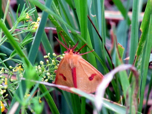 vörösszélű medvelepke - Diacrisia sannio
