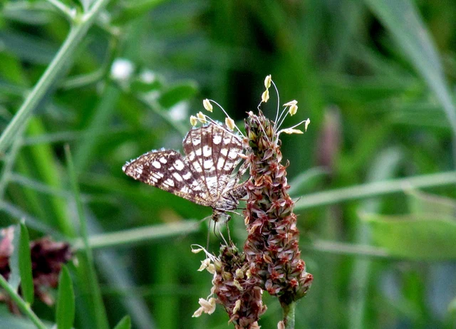 Chiasmia clathrata - rácsos rétiaraszoló