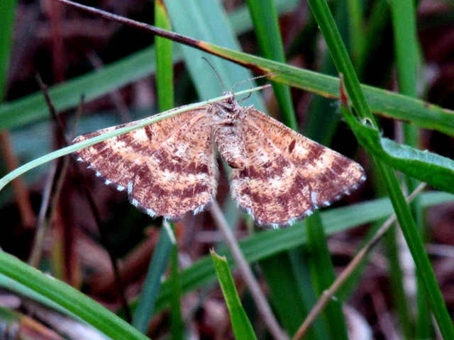 Ematurga atomaria - barna rétiaraszoló
