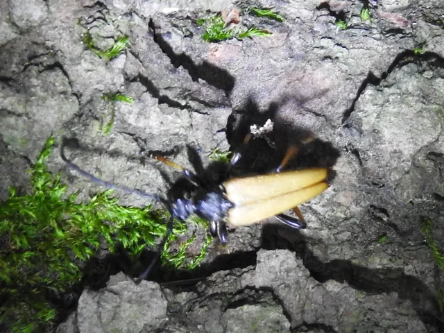 Stictoleptura rubra - vörös virágcincér