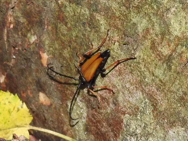 Stictoleptura rubra - vörös virágcincér