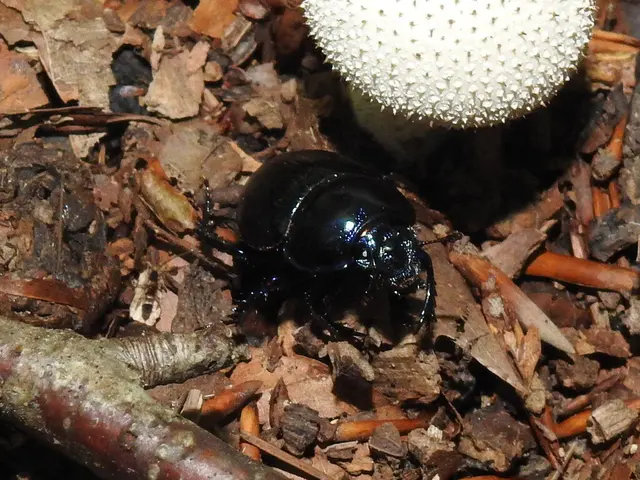 Anoplotrupes stercorosus - erdei álganéjtúró