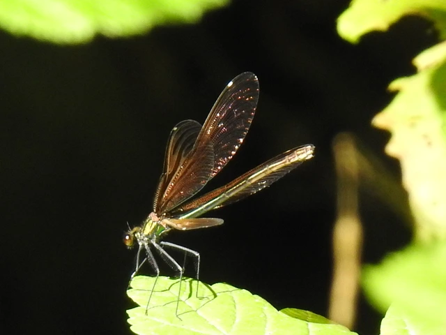 Calopteryx virgo - kisasszony-szitakötő