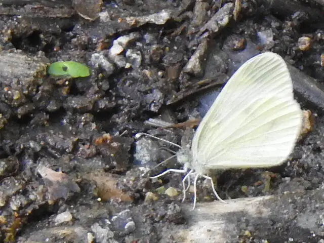 Leptidea sinapis - mustárlepke