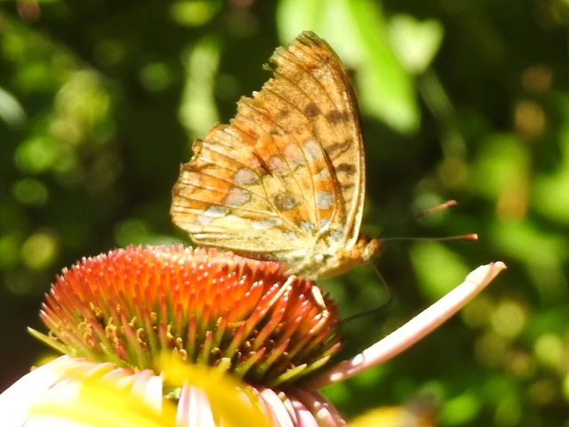 Argynnis adippe - ezüstös gyöngyházlepke