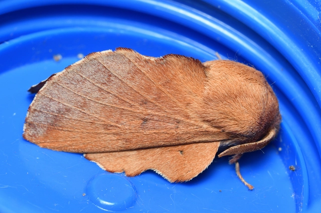 Phyllodesma tremulifolia - nyárlevélpohók