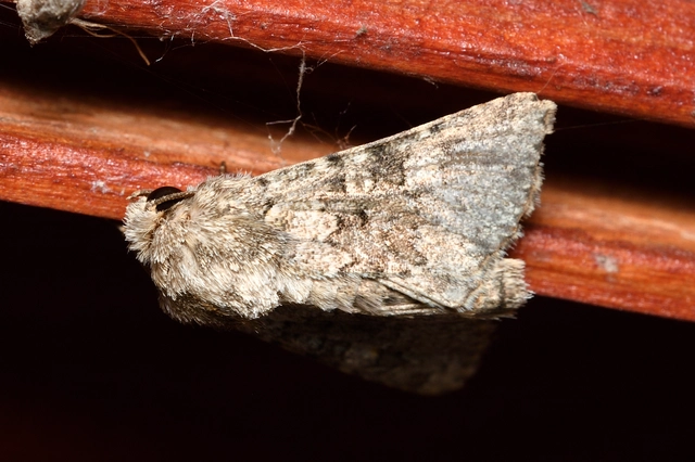 Hecatera dysodea - parajbagoly