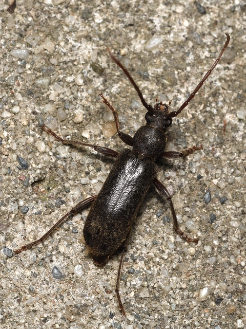Trichoferus campestris - szállóvendég éjicincér