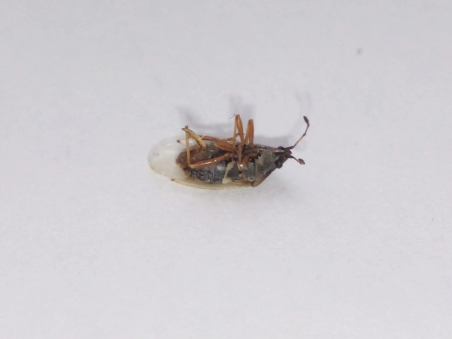 Kleidocerys resedae - nyírbodobács