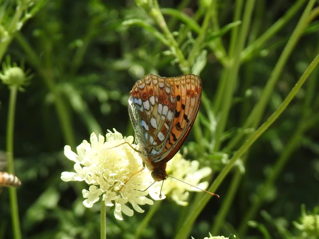 Argynnis adippe - ezüstös gyöngyházlepke