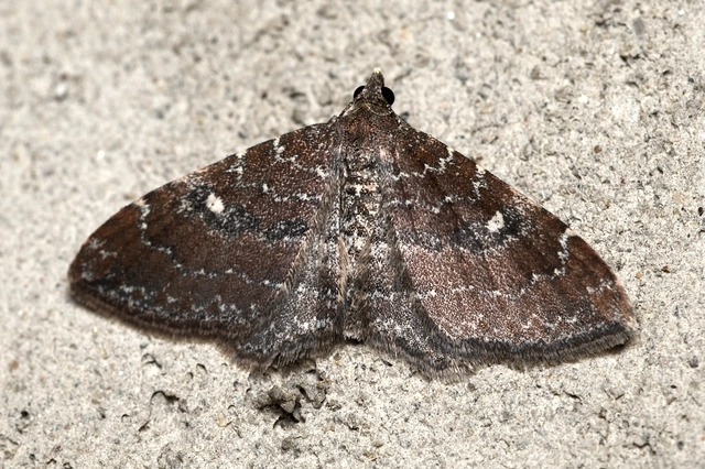 Orthonama obstipata - vándoraraszoló