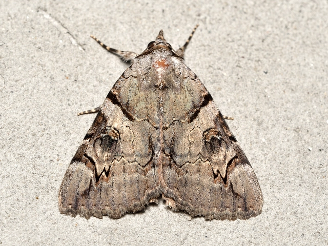 Catocala hymenaea - kökény-övesbagoly