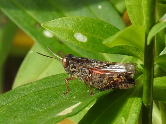 Calliptamus italicus - olaszsáska