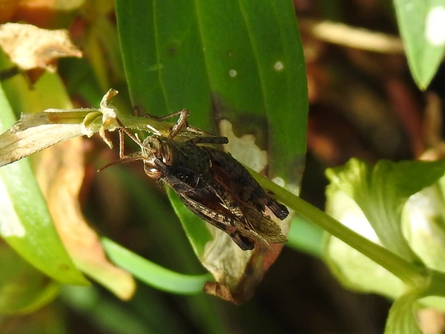 Calliptamus italicus - olaszsáska