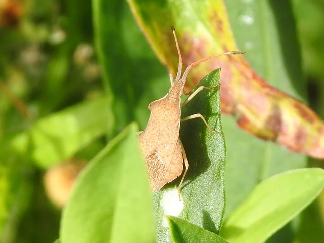 Syromastus rhombeus - vitorlás karimáspoloska