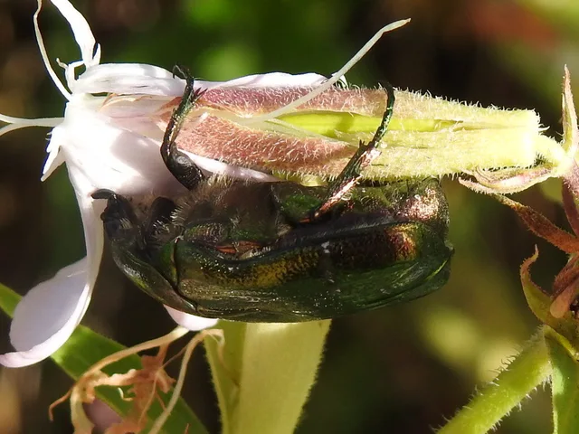 Cetonia aurata - aranyos virágbogár