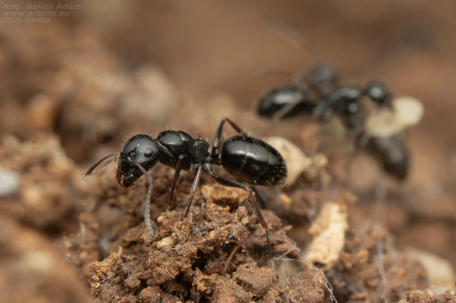 Camponotus piceus - szurkos lóhangya