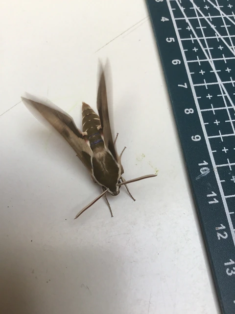 Hyles euphorbiae - kutyatejszender